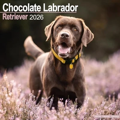 Image of Chocolate Labrador Retriever Calendar 2026