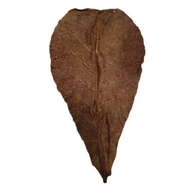 Image of Forest Aquatics Medium Shrimp Indian Almond Catappa Leaves, 7 9 Inches, Shelter and Natural Aquarium Fish Food, Provides Healing Tannins Lowers Ph in Tank, Perfect for Breeding Hiding (8)