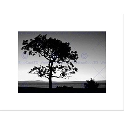 Image of Wee Blue Coo Black White Tree Silhouette Landscape Home Wall Art Print