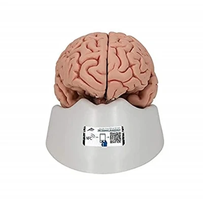 Image of 3B Scientific Human Anatomy Classic Brain Model, 5 Part + free App Smart