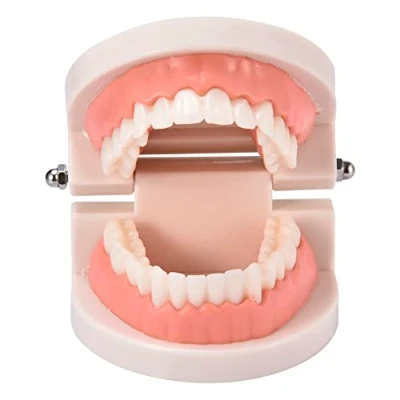 Image of Honhoha Model, Brushing Teeth Models for Kids, Oral Supplies, Kindergarten Tooth Teaching Study Supplies Adult Standard Typodont Demonstration