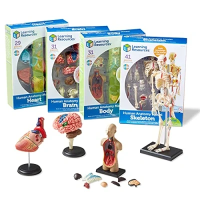 Image of Learning Resources (UK Direct Account) LER3338 Anatomy Models Bundle Set, Brain, Body, Heart, Skeleton Classroom Demonstration Tools, Teacher Accessories, Ages 8+, Multicoloured