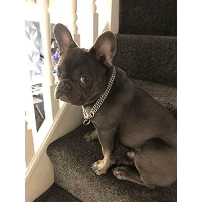 Image of Chain Dog Collar Strong Chrome 2 &amp; 3 Rows Slip Semi Check Half Choker Training (2 Rows, 45cm (17.5in))