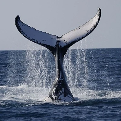 Image of Greeting Sound Card by Really Wild Cards Humpback Whale
