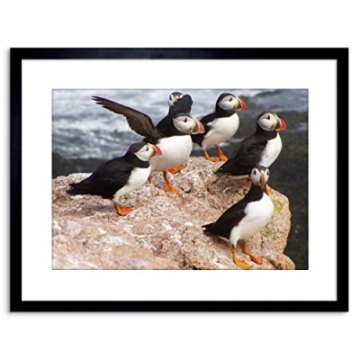 Image of Wee Blue Coo ANIMAL PHOTO NORTH ATLANTIC PUFFINS 9x7 FRAMED ART PRINT F97X12508