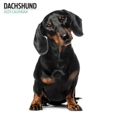 Image of Dachshund 2025 Modern Calendar