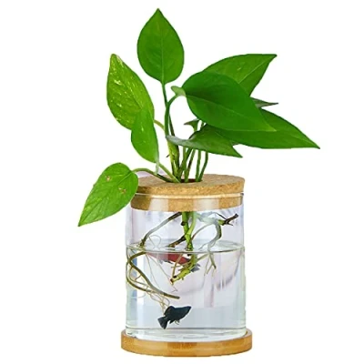 Image of MMIAOO Hydroponic Plant Glass Container,Glass Mini Vase Micro Landscape Ecological Bottle,Home Decoration Vase,for Water Plants or Flowers,Garden Wall (Cylinder, 10 * 12cm)