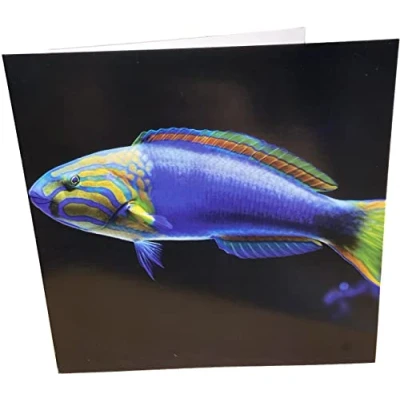 Image of Maturi Tropical Fish Photographic Blank Birthday Greetings Card, 15.5 x cm