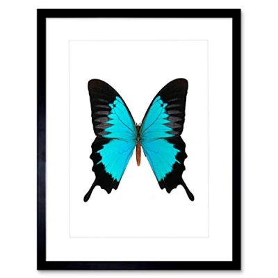 Image of Wee Blue Coo Peacock Royal Turquoise Butterfly Art Picture Framed Wall Print