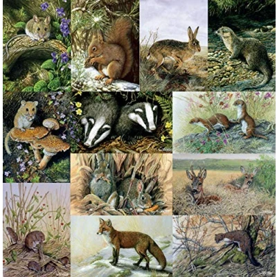 Image of British wildlife greeting card pack multipack by Dick Twinney
