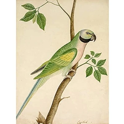 Image of Artery8 Green Parrot Watercolour India 19th Century Unframed Wall Art Print Poster Home Decor Premium