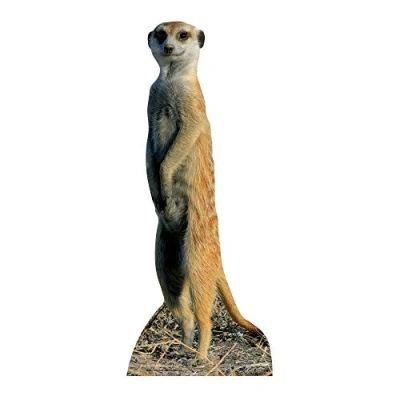 Image of Star Cutouts Cut Out of Meerkat