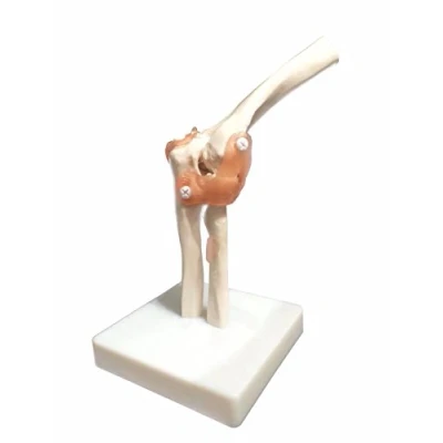 Image of BoNew Oral Life Size Elbow Joint Anatomical Model Skeleton Human Medical Anatomy
