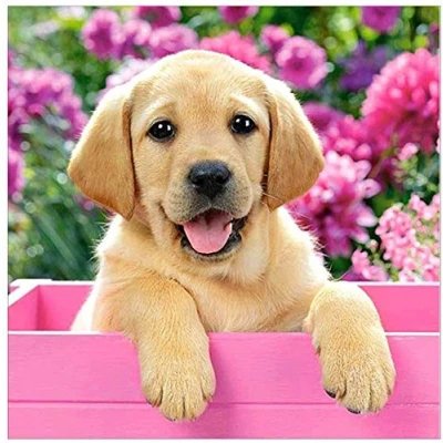 Image of OWN4B Cross Stitch Kits Stamped, Cute Puppy Printed Pattern 11CT 14.2x14.2 inch DIY Embroidery Kit (Puppy)