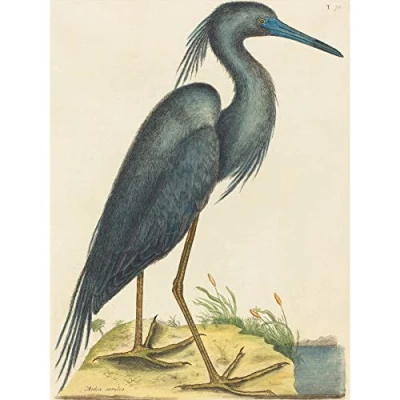 Image of Wee Blue Coo Mark Catesby English Heron Zoology Large Art Print Poster Wall Decor 18X24 Inch