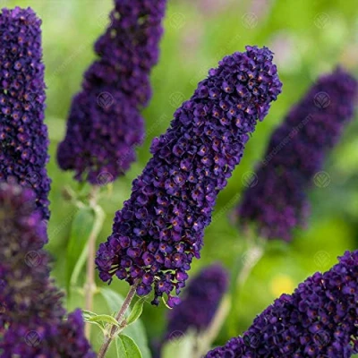 Image of GardenersDream Buddleia Davidii &#039;Black Knight&#039; Butterfly Bush Outdoor Garden Ready Plant in 9cm Pot Summer Flowering Shrub for Gardens and Patios Fast Growing Deciduous Hardy (20 30 cm)
