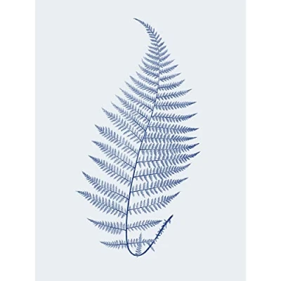 Image of Wee Blue Coo Botanics Cobalt Fern Alpestre Art Print Poster Wall Decor
