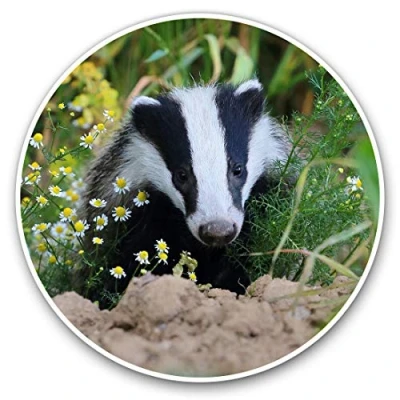 Image of Vinyl Stickers (Set of 2) 7.5cm European Forest Wild Badger #15713