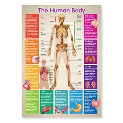 Image of A4 Laminated Educational Poster Human Body Skeleton Teaching Resource