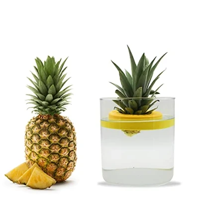 Image of R&amp;R SHOP Pineapple Germinator Floating Pot for Germination, Plant Growth Kit, 100% Recyclable and Compostable Corn Plastic (Yellow)