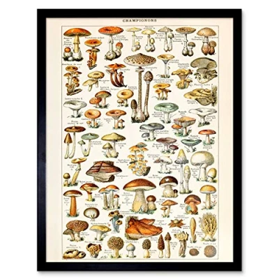 Image of Millot Encyclopedia Page Mushrooms Fungus Art Print Framed Poster Wall Decor 12x16 inch