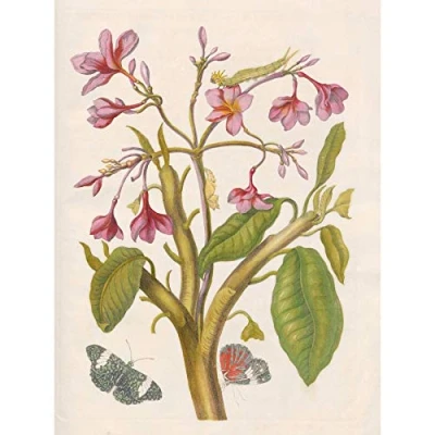 Image of Artery8 Merian Metamorphosis Pink Flowers Insects Painting Large Wall Art Poster Print Thick Paper 18X24 Inch
