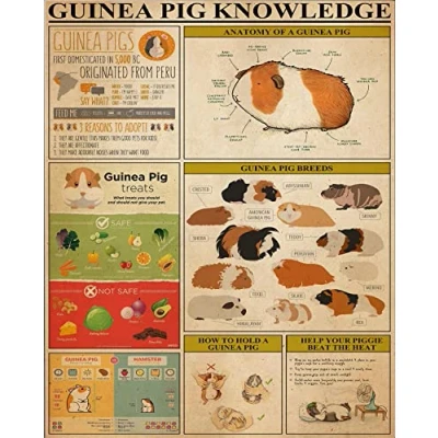 Image of TNND Guinea Pig Knowledge Decor Poster Wall Art Metal Sign 8X12 Inches