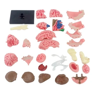 Image of Human Brain Model, Anatomical Model Teaching Med with Display Base, Color Coded Artery Brain, for Learning Science Classroom Study Medical