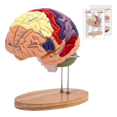 Image of YonGYun Human Brain Model 2X Life Size, 2024 Newest Anatomy with Color Coded 4 Part Figures 9 Detachable for Neuroscience Educational Science Research Medical Learning Display