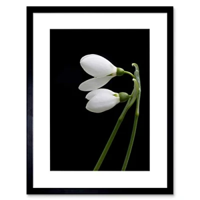 Image of Wee Blue Coo Snowdrops Spring Flowers Bloom White Black Framed Wall Art Print
