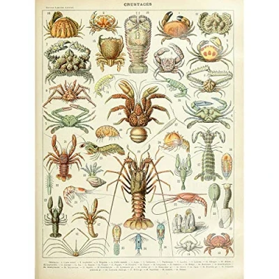 Image of Artery8 Millot Encyclopedia Page Crustaceans Lobster Art Print Canvas Premium Wall Decor Poster Mural