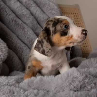 Image of Scruffs Aspen Dog/Pet Blanket