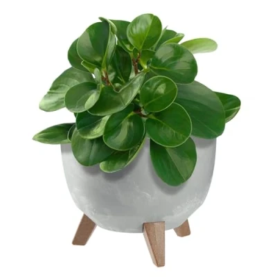 Image of KADAX Plastic Flower Pot with Three Insertion Supports, Round Bowl, Plant Pot, Bowl for Balcony, Living Room (Grey, Diameter 24 cm)