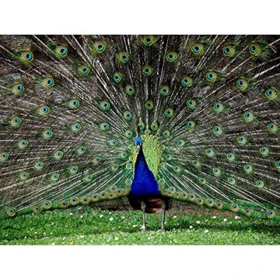 Image of Wee Blue Coo Peacock Birds Feather Art Print Poster Wall Decor 12X16 Inch