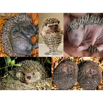 Image of &#039;Postcard Set Animal Hedgehog (Set of 5) Ideal for Collectors and Post Crossing