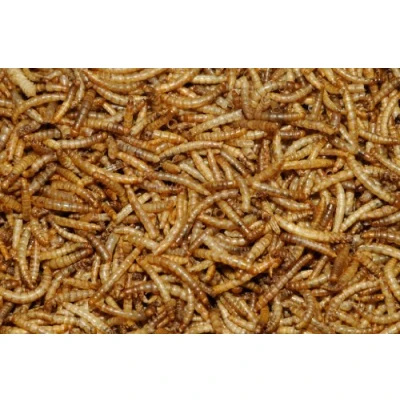 Image of 2.5 kg Dawn Chorus Dried Mealworms for Wild Birds