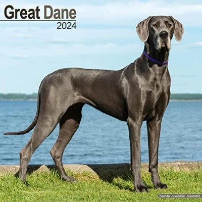 Image of Great Dane (Euro) Calendar 2024 Square Dog Breed Wall 16 Month