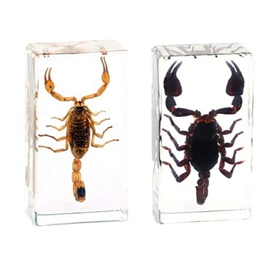 Image of Rainbow_Road Real Insect Scorpion Specimen Resin Desk Paperweight Articulated Science Classroom Taxidermy for Education (Heterometrus liangi+Buthus martensi)