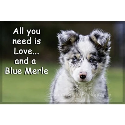 Image of Blue Merle Collie Jumbo Fridge Magnet Sheepdog Gift All you need is love...and a
