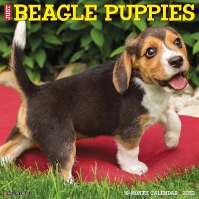 Image of Just Beagle Puppies 2023 Wall Calendar