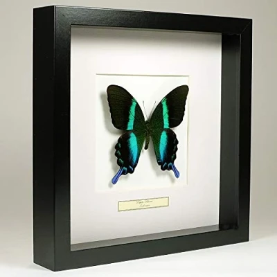 Image of De Museumwinkel.com Papilio Blumei Peacock Butterfly Real Taxidermy Mounted Under Glass in Handmade Black Wooden Frame