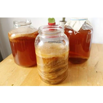 Image of Medium Scoby from Kombuchaorganic® UKAS LAB Quality Tested Outstanding Certified Organic for 3 Litre brew