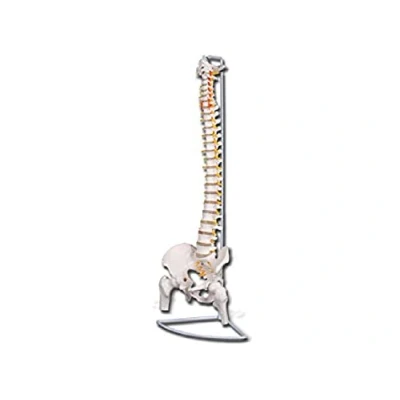 Image of Gima Spine Model with Femors, Flexible, Value Line, Magnification 1 X
