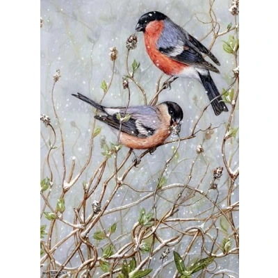 Image of Bullfinches Christmas Card by Dick Twinney Sustainable Wildlife Greeting (5x7 inches) for Bird Enthusiasts