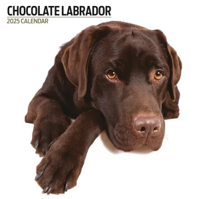 Image of Labrador Chocolate 2025 Modern Calendar