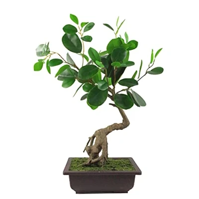 Image of Leaf Artificial Small Bonsai Tree