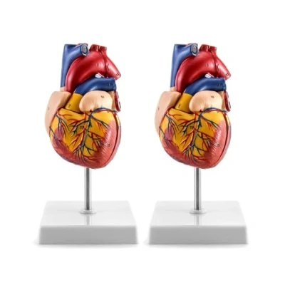 Image of QWORK Human Heart Model, 2 Pack Anatomically Accurate Numbered Part Life Size Medical Model with 34 Anatomical Structures, Held Together Magnets on Base