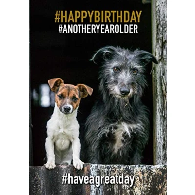 Image of Cute dog birthday card. Jack Russell and Exmoor Lurcher by Charles Sainsbury Plaice
