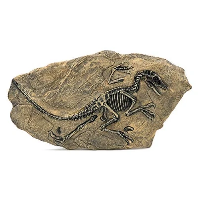 Image of MBLUE 1Pc 34 * 18cm Resin Dinosaur Fossil Specimen Jurassic Raptor For Home Decor