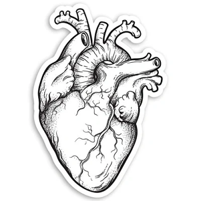 Image of 2 x 10cm Human Heart Vinyl Stickers Doctor Uni Biology Science Sticker #34417 (10cm Tall)